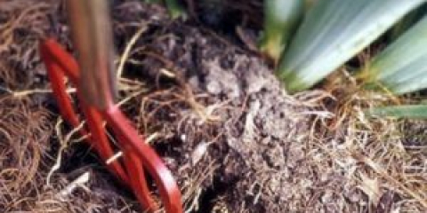 Přesazování kosatců na podzim na jiné místo krok za krokem